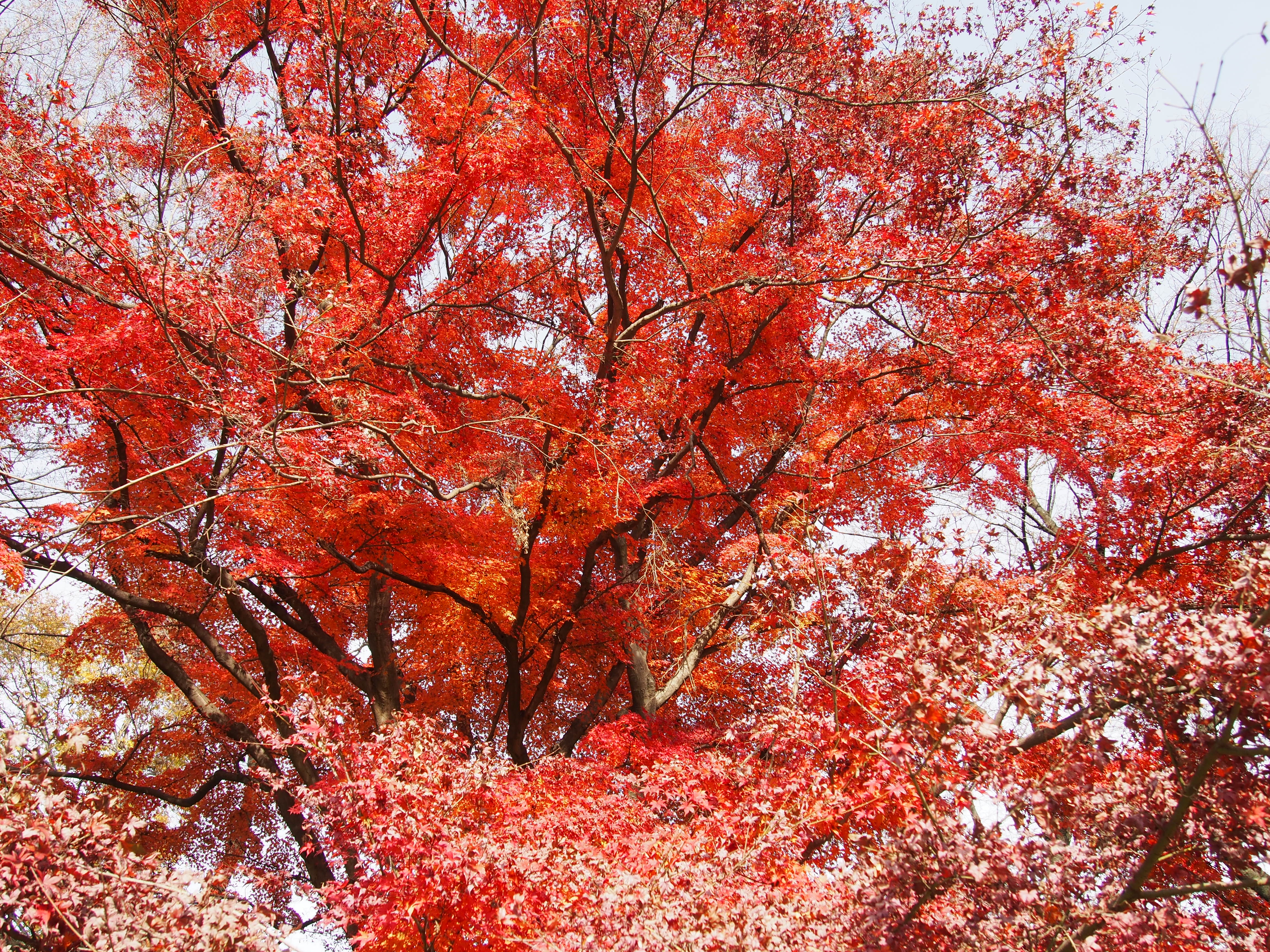 125532662970_0_soe4de