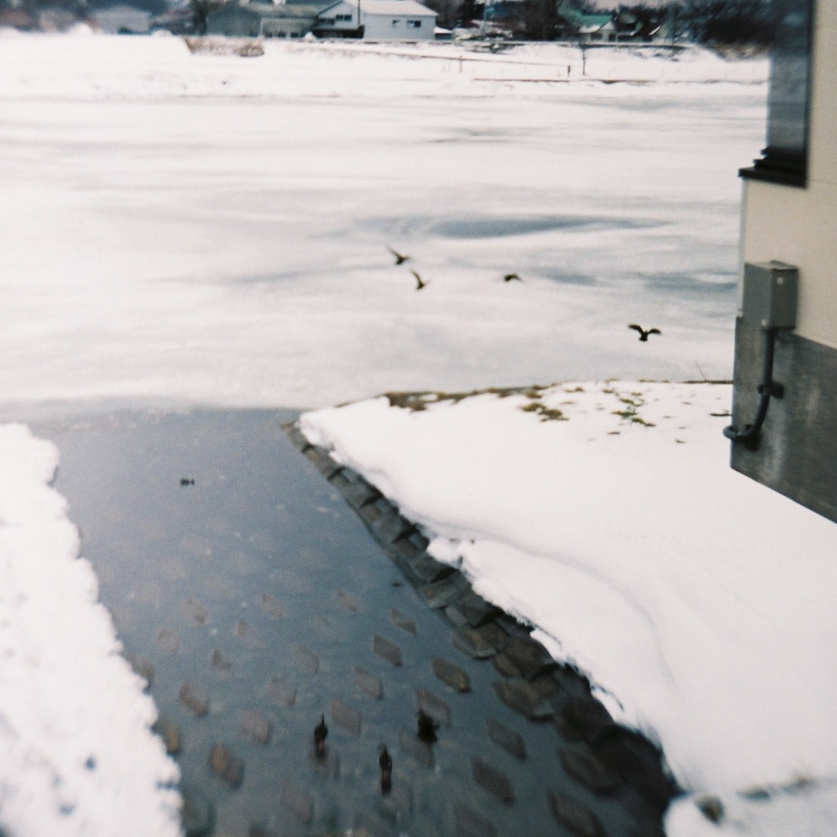 23687435673_d4f162b756_o